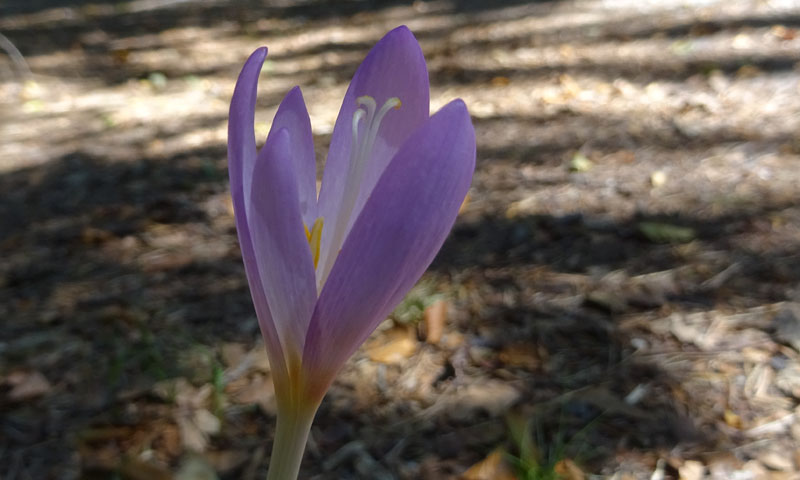 Colchicum autumnale - Colchicaceae